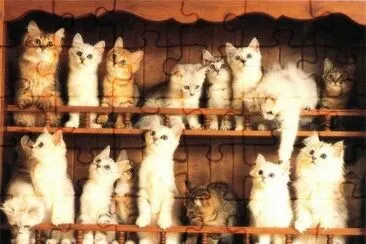 gatitos jigsaw puzzle