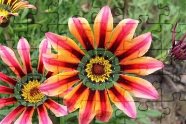 gazania