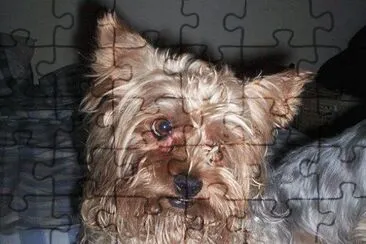 mi amado perro Lucky jigsaw puzzle