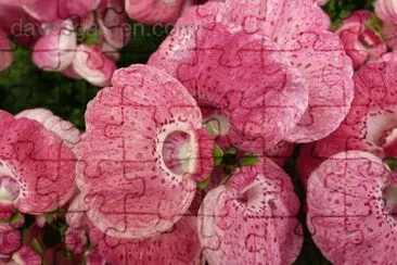 calceolaire jigsaw puzzle