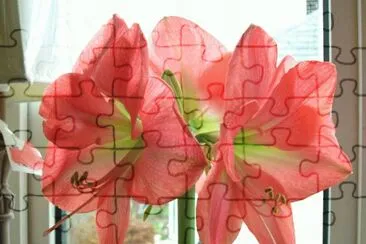 amaryllis jigsaw puzzle
