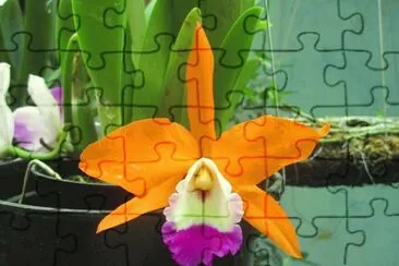orquÃ­dea