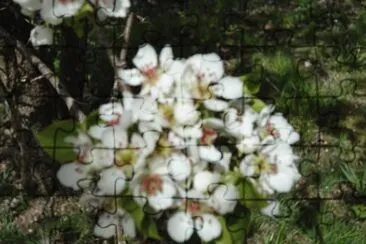 fleur
