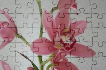 orchidÃ©e