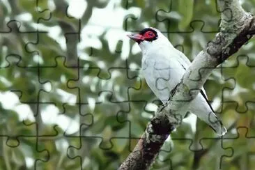 tuerÃ© enmascarado jigsaw puzzle