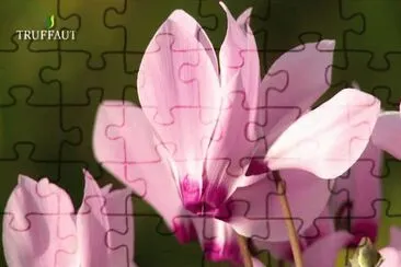cyclamen