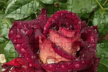 rose