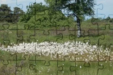 Wool Flowers (East Belgium)