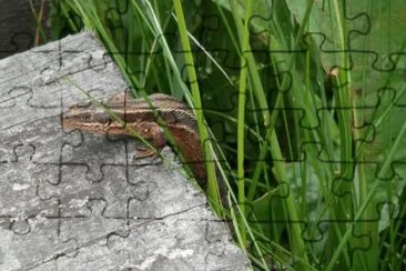 LÃ©zard ovipare (Malchamps- East Belgium) jigsaw puzzle