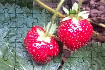 Maduixes