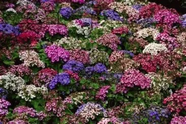 may26 jigsaw puzzle
