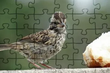 passarinho 02 jigsaw puzzle