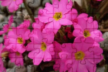 primevere jigsaw puzzle