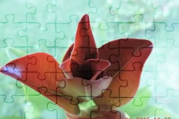 flor 06 jigsaw puzzle