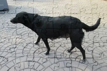 Perrita que me vino a saludar