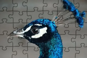 pavÃ£o jigsaw puzzle