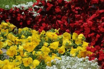 flores 02 jigsaw puzzle