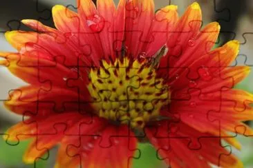 flor 01 jigsaw puzzle
