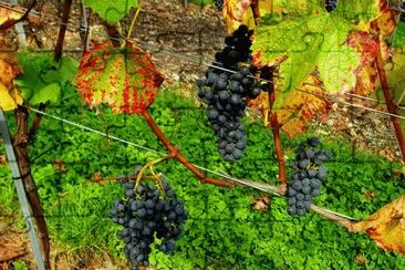 vendanges