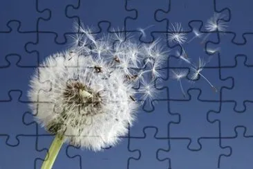 pissenlit jigsaw puzzle