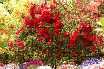 161 jigsaw puzzle