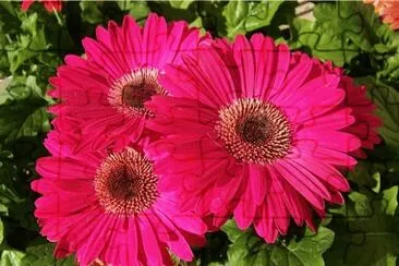 gerbera jigsaw puzzle