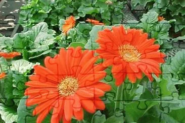 gerbera jigsaw puzzle