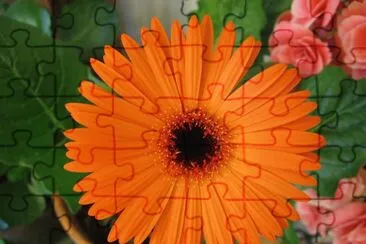 gerbera jigsaw puzzle