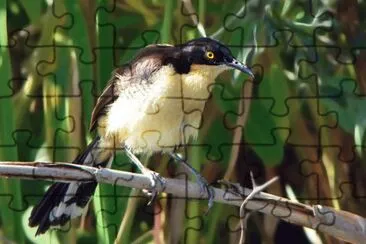 angÃº jigsaw puzzle