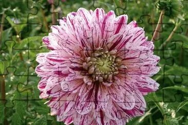 dahlia jigsaw puzzle
