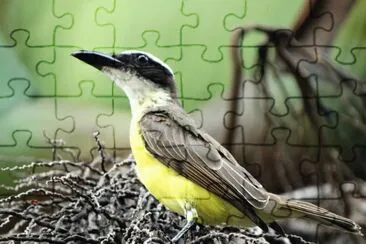passarinho 01 jigsaw puzzle
