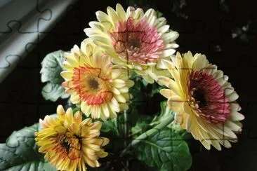 gerbera jigsaw puzzle