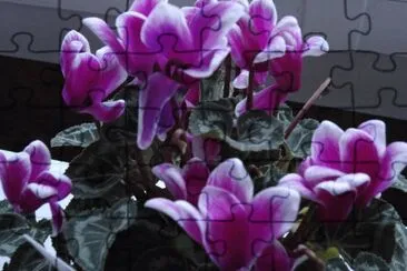 cyclamen jigsaw puzzle