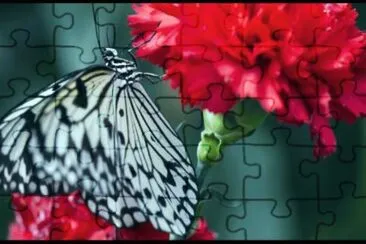 borboleta jigsaw puzzle