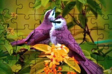 pÃ¡ssaro jigsaw puzzle