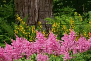 flor jigsaw puzzle