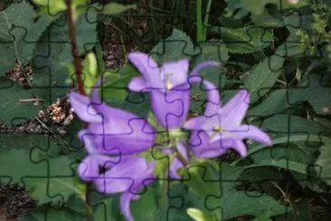 campanule