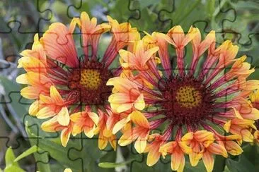 gaillardes