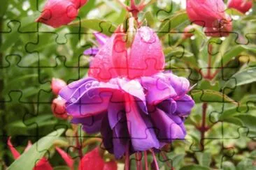 fuchsia jigsaw puzzle