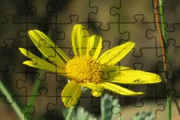 erba fiorita jigsaw puzzle