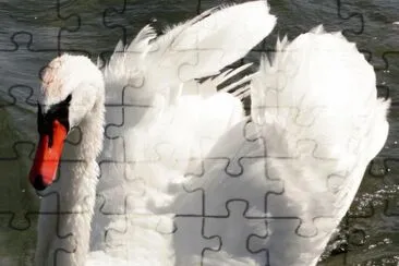 cygne jigsaw puzzle