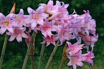 amaryllis jigsaw puzzle