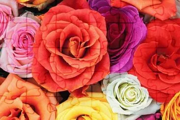 Colored Roses jigsaw puzzle