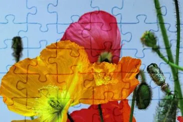 Summer Melody jigsaw puzzle