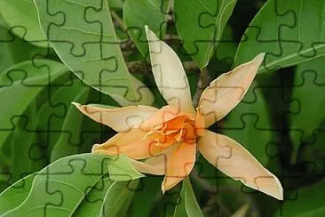 magnolia