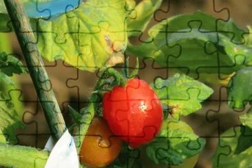 nell 'orto jigsaw puzzle