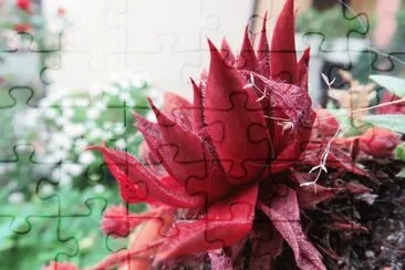 sempervivum jigsaw puzzle