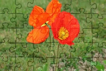 pavot jigsaw puzzle