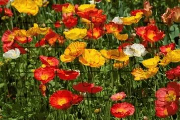 pavots jigsaw puzzle