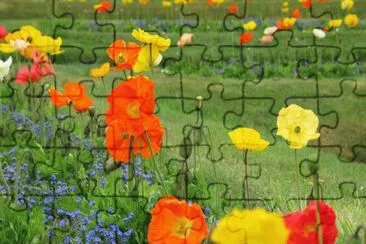 pavots jigsaw puzzle